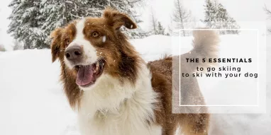 Balades avec son chien à La Plagne