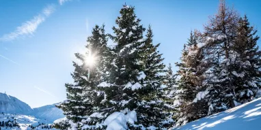 Foret-JNJ_Photo-6393 Foret-JNJ_Photo-6393