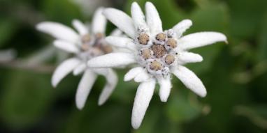 MAG-edelweiss