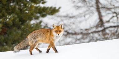 Renard-©JNJ-Photos