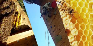 bee-alpi-Damien Souvy bee-alpi-Damien Souvy